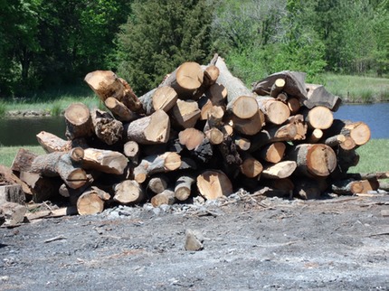 Hardwood logs stacked to be cut into firewood